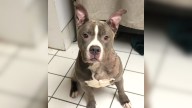 Heartbroken Dog Found Alone In New Jersey House Still Hoping Her Family Would Return