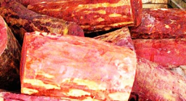 NBA Releases Rs 55 Lakh For 18 Farmers Of Red Sanders In Tamil Nadu