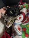 Dynamic kitten duo Benny and Jet ready to find forever homes at AHS Lacey