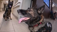 Hartford HealthCare adds new paws to hospital's safety team