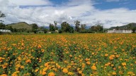 Productores de flor de cempasúchil en Puebla buscan recuperar producción tras lluvias y graniz...
