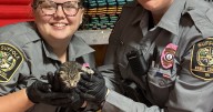 Kitten found trapped inside wall of Suffolk Family YMCA now under care of staff member