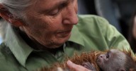 Jane Goodall (1934-2025): The necessity of hope