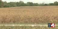 Soybean farmers squeezed by trade war