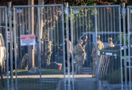Juez prohíbe a agentes federales en Chicago usar fuerza contra periodistas y manifestantes