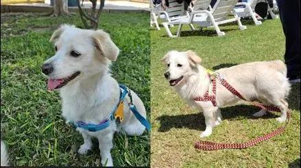 Villa El Salvador: piden ayuda para encontrar a perrita Luna tras robo de camioneta