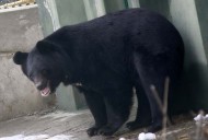 Man Critically Injured in Bear Attack in Ganderbal Village