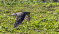 Birders going ‘cuckoo’ after unexpected sighting in New York City area