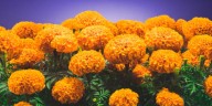 Cuáles son los usos medicinales de la flor de cempasúchil
