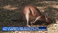 Brookfield Zoo Chicago 2025 holiday events: Brookfield Zoo Chicago hosting lots of events, activities this fall, winter
