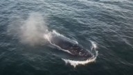 Humpback whale Astroboy is untangled from 140 metres of rope off Vancouver Island