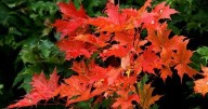 Appreciating fall foliage in Central Virginia