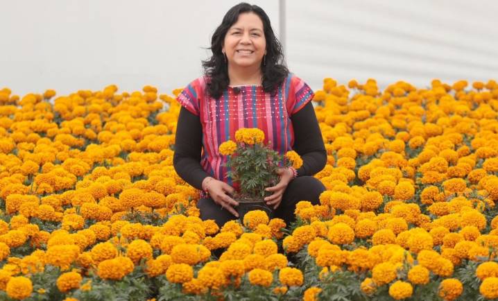 Puebla conquista el Día de Muertos: produce 72% del cempasúchil en México