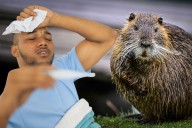 Rare ‘Beaver Fever’ Discovered in NY; What are the Symptoms?