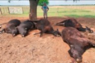 Un rayo mató a cinco vacas y un ternero en un campo