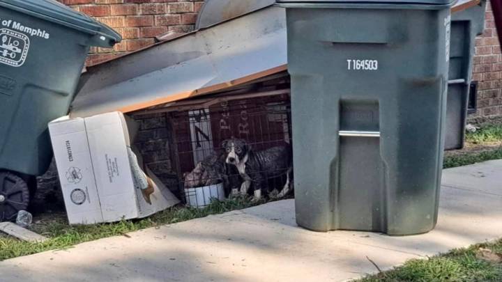 Heartbreak As Sick Puppies From Tennessee Are Found Locked In A Crate And Thrown Away
