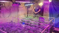 Desbarataron un invernadero de marihuana con más de mil plantas