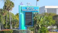 Miami Seaquarium shuts down Sunday. PETA calls for safety of surviving marine animals