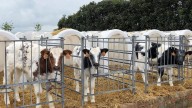 El brote de Dermatosis Nodular Contagiosa obliga a sacrificar animales y vigilar 800 granjas