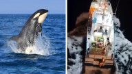 Killer whales: Young family rescued after pod of orcas attack their yacht off coast of Portugal