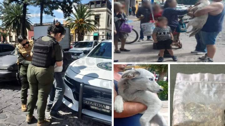 Adulto mayor intentó asfixiar a un perrito en el Jardín Colón; ya fue detenido