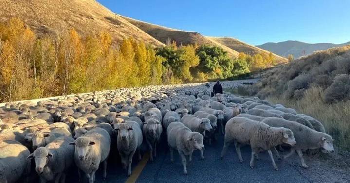 Annual sheep trailing event set for Saturday morning in Brigham City