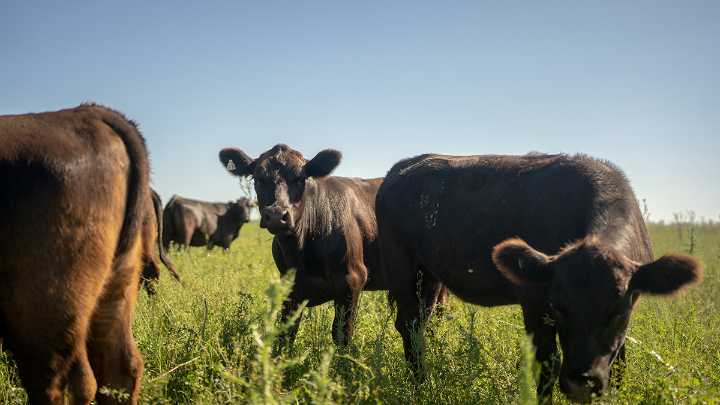 Republicans have a rare beef with Trump over suggestion he'll import red meat