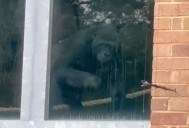 ‘Miserable’ gorillas left behind in old enclosures three years after zoo closes to public