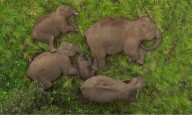 Tamil Nadu's wild elephant count goes up to 3,170, says population report