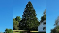 Rockefeller Center tree to come from Capital Region