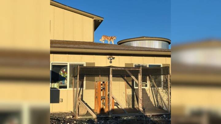 Washington Husky Escaped Her Kennel And Climbed Onto The Roof For A Heartbreaking Reason