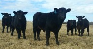 This Missouri cattle rancher says Trump's plan to import beef could hurt local communities
