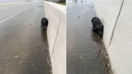 Woman Sees Something Move On A Stormy Texas Highway And Finds A Life Waiting To Be Saved