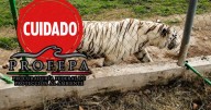 Se escapa tigre de bengala en Puebla tras fuertes lluvias: autoridades piden no acercarse y reportar al 911