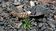 China: Researchers discover new mountain lizard species Diploderma bifluviale