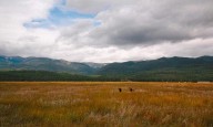 FWP: Grizzly’s are still listed, corner-crossing still illegal