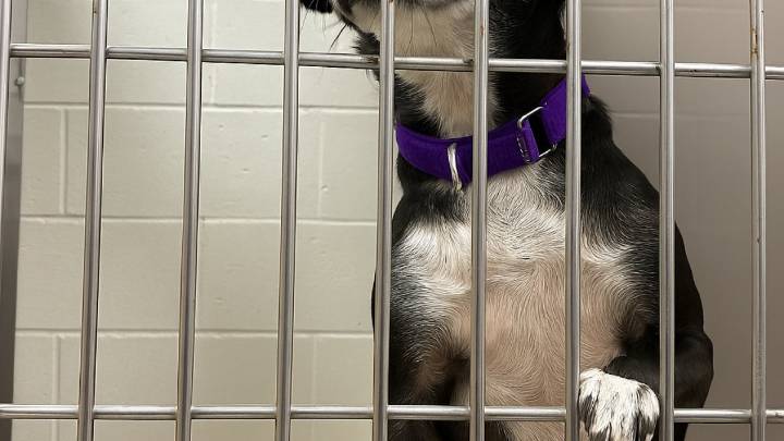 San Diego Humane Society’s El Cajon Campus at 248% capacity