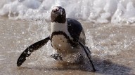 Future of the African penguin is in peril, conservationists say