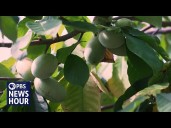 The pawpaw: America's forgotten native fruit finds new popularity