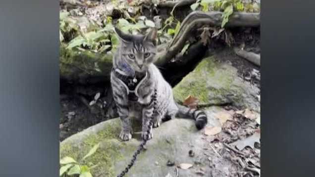 Ray Ray the cat rides 100 miles on family's van to join their vacation to New Hampshire