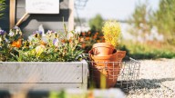 16 Plants To Propagate In The Fall For Double The Blooms