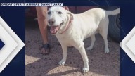 AZ sanctuary, moving company team up for animals