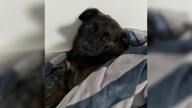 New Jersey Dog’s Sleepy Eyes Meet His Owners After 11 Days And His World Lights Up