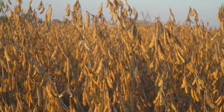 Reports: China buys several shiploads of U.S. soybeans ahead of Trump trade meeting