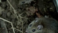 ‘It’s a takeover’: Residents in Fulshear neighborhood say rats are invading their community