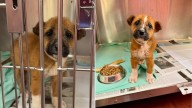 Shelter Puppy Facing Euthanasia Reunited With Her Mom Thanks To Texas Rescuers