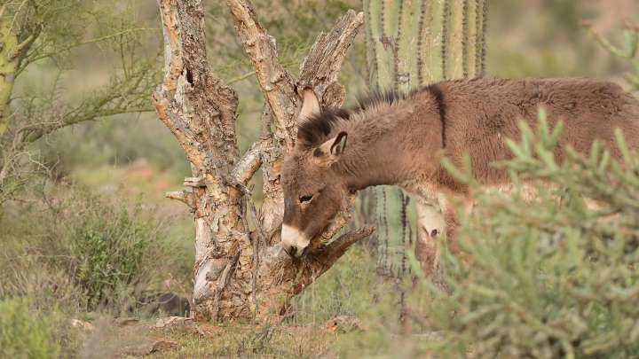 Feral burros are altering the Sonoran Desert, warns Arizona Game and Fish