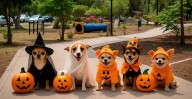 ¡Perrorrífico! Paseos Perrones regresa con edición de Halloween en Morelia