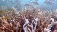 Ola de calor deja "funcionalmente extintas" a dos especies de corales en EE.UU.
