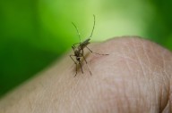 El SES detecta dos nuevos casos asintomáticos de fiebre del Nilo